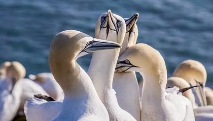 开云体育下载官网-文班亚马64场踩线：再缺1场，MVP直接除名