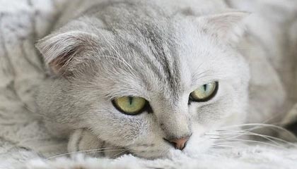 kaiyun集团-意甲首位下课教练诞生，普兰德利重回紫百合