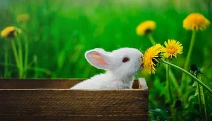 开云体育下载官网-文班亚马64场踩线：再缺1场，MVP直接除名